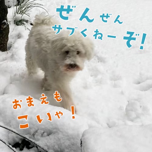 雪、降りましたね